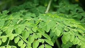 Moringa Blätter