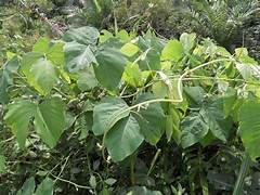 Mucuna Pulver für mehr Dopamin und Testosteron