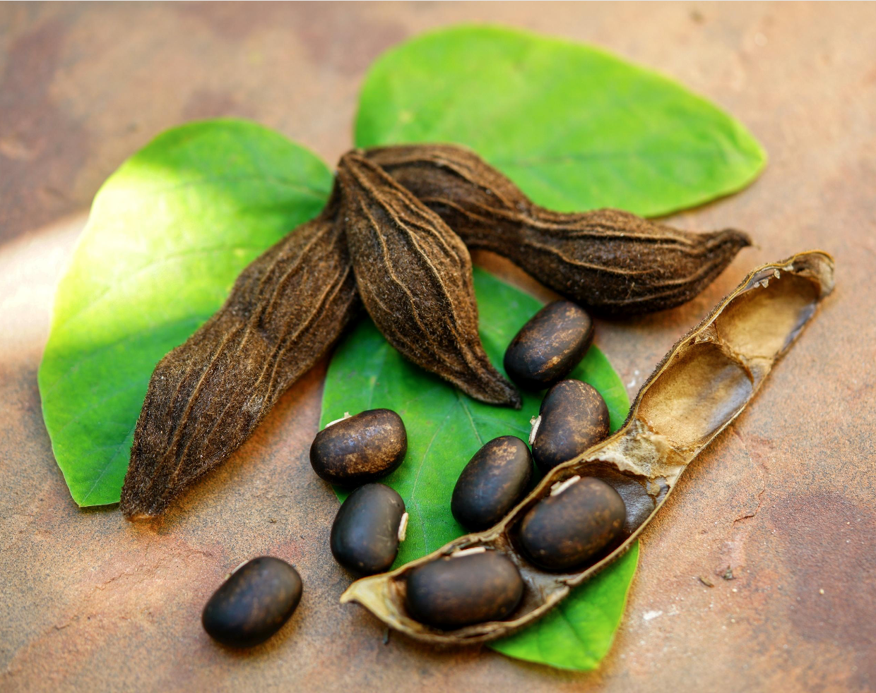 Mucuna pruriens "Glücksbohne"