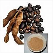 Mucuna Pulver für mehr Dopamin und Testosteron