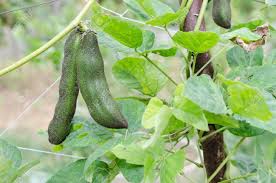 Mucuna pruriens "Glücksbohne"