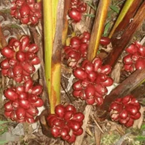 Grains of Paradise – dein natürlicher Stoffwechsel-Booster. Unterstützt Fettverbrennung, Verdauung und Energie – klein im Korn, stark in der Wirkung.