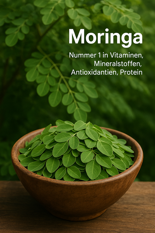 Moringa Blätter